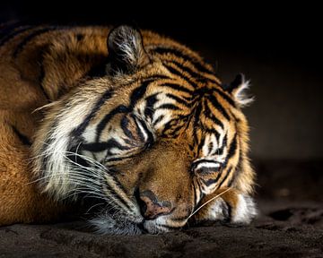 Close-up shot van een prachtige slapende Sumatraanse tijger van Wouter Triki Photography