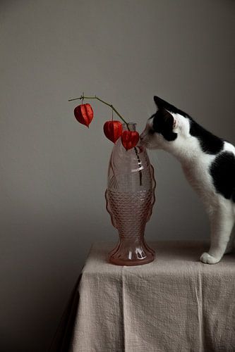 Nature morte du chat Rover reniflant des lanternes