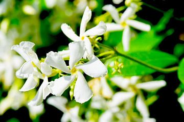 Weißer toskanischer Jasmin von Ivonne Fuhren-van de Kerkhof