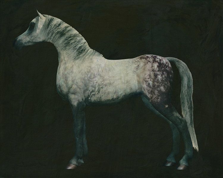 Arabisch paard van Jan Keteleer