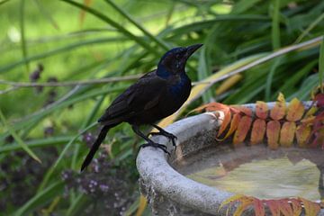 A bronze grackle in the garden by Claude Laprise