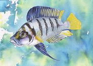 Tropischer Fisch altolamprologus compressiceps von Jasper de Ruiter Miniaturansicht