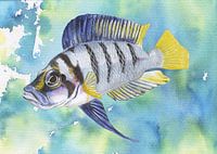 Tropical fish altolamprologus compressiceps