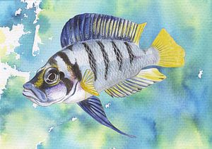 Tropischer Fisch altolamprologus compressiceps