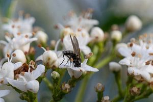 Nahaufnahme einer Fliege in weißer Blüte