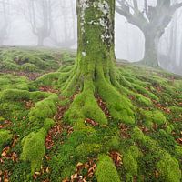 Gorbea II