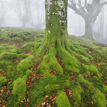 Gorbea II van Rainer Mirau