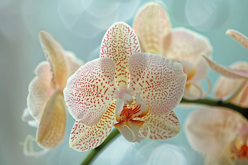 Nahaufnahme einer blühenden Orchidee von Imperial Art House