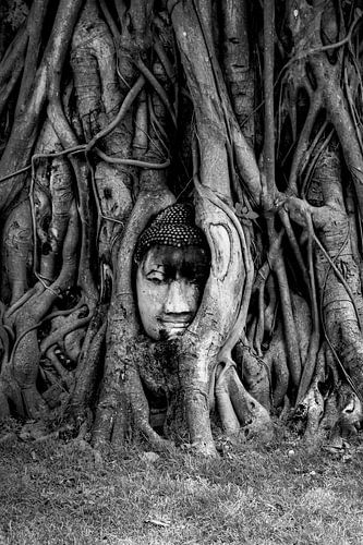 Bouddha dans un arbre