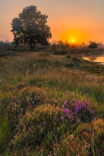 Zonsopkomst Aekingerzand van Henk Meijer Photography