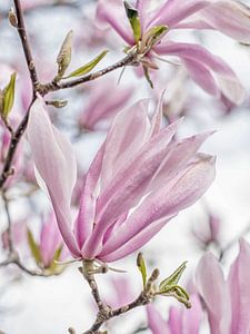 Blüte einer reich blühenden Magnolie