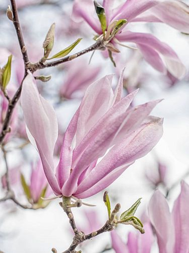 bloesem van een rijk bloeiende magnolia met mooie pastel tinten