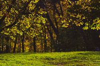 Herbsttag in den Scheveninger Büschen