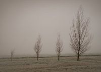 Bomen in de winter