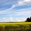 Rapsfeld Texel von Martin Smit