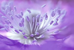 Purple by Violetta Honkisz