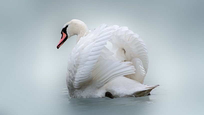 Beautiful swan with wings flapped open by Gianni Argese