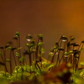 Laag bij de grond von Shefalie Guha Roy Thakurta