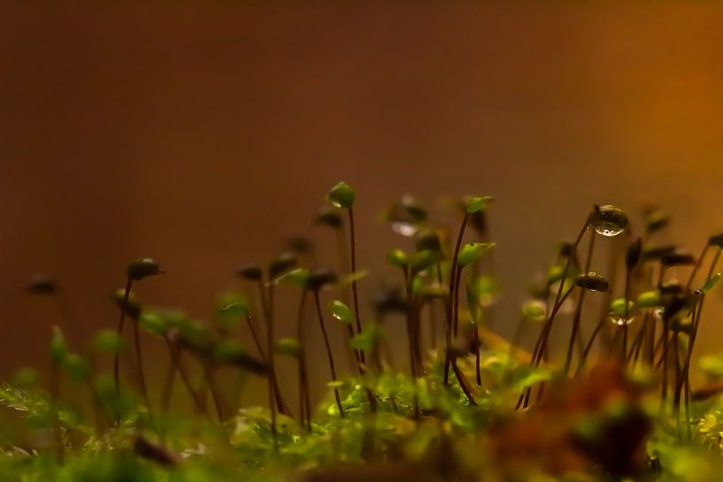 Laag bij de grond par Shefalie Guha Roy Thakurta