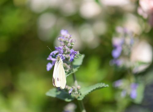 butterfly on catnip