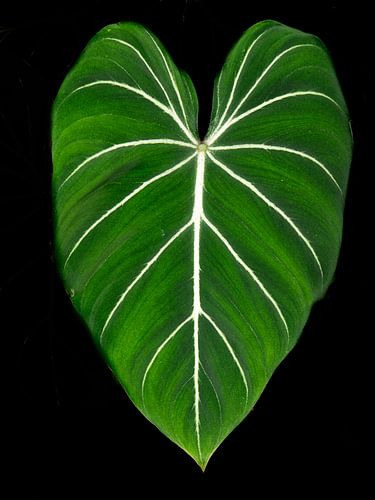 Das Herz der Natur von Martijn Tilroe