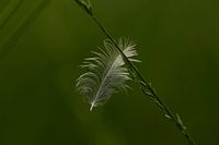 Feather in the dark