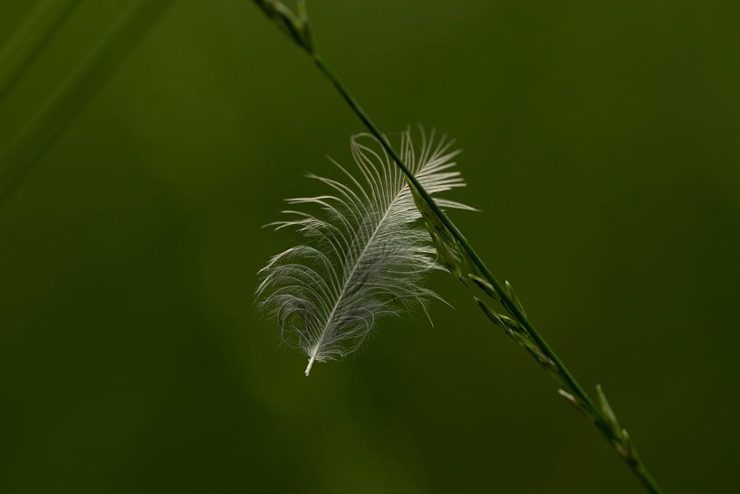 Feather in the dark by Antoine Deleij