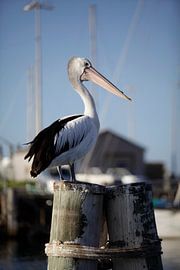 Pelikan in Australien auf der Suche. von Kees van Dun