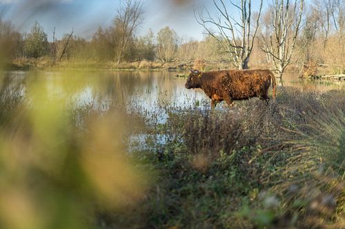 Schotse Hooglander in de Broekpolder in de Herfst