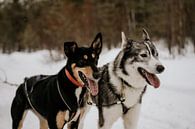 Husky-Hunde in Finnisch-Lappland (Finnland) von Christa Stories Miniaturansicht