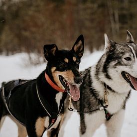 Husky honden in Fins Lapland (Finland) van Christa Stories