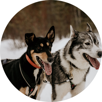 Husky honden in Fins Lapland (Finland) van Christa Stories