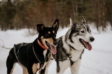 Husky-Hunde in Finnisch-Lappland (Finnland)