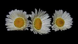 Marguerite ( fleurs )