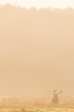 Cerf rouge dans la brume sur Kris Hermans