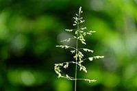 Grasspriet