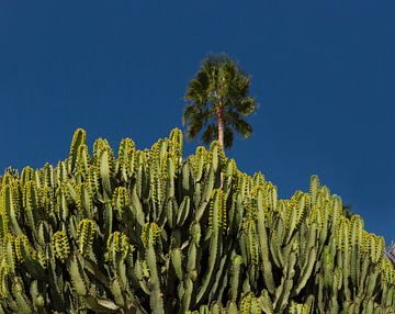 Cactus met een palmboom, Fuerteventura, Canarische Eilanden,Spanje