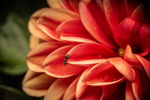 Florale Fotografie