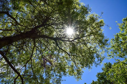 Europese notenboom (Celtis australis)