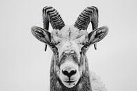 Steinbock