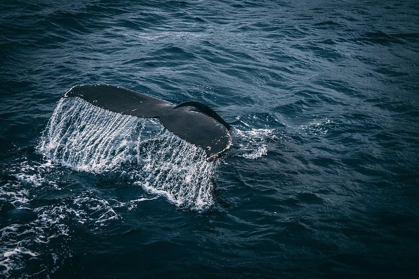 Sous la mer par Hello Pompoyo
