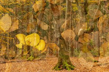Herfstbladeren in het bos