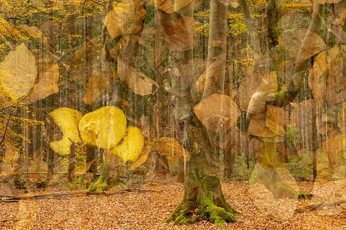 Feuilles d'automne dans la forêt