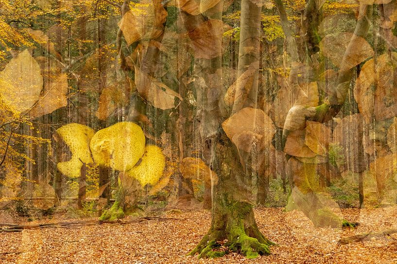 Herbstblätter im Wald von @Unique