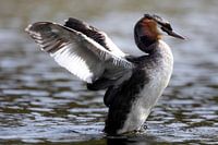 Grebe