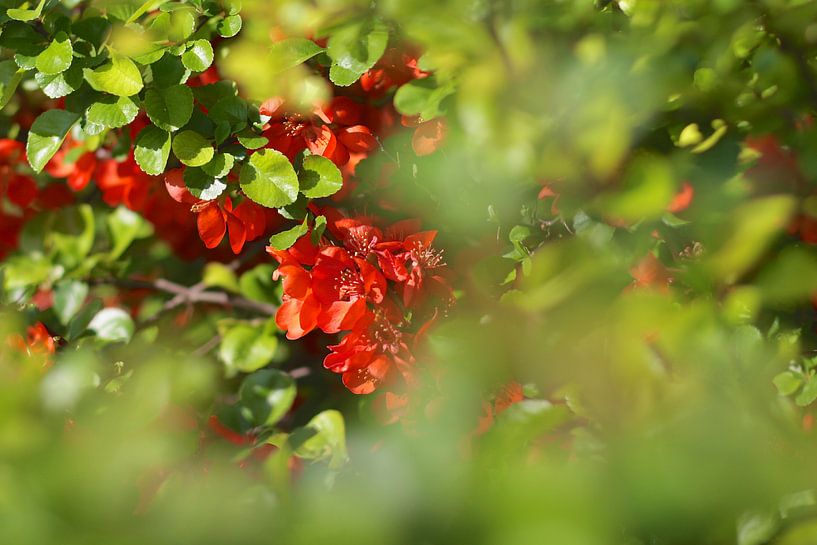 Rode bloemen von Marianna Pobedimova