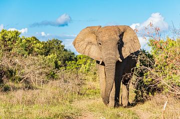 Bull elephant by Friedhelm Peters