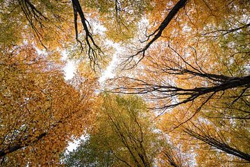 Gouden herfst van Joris Machholz