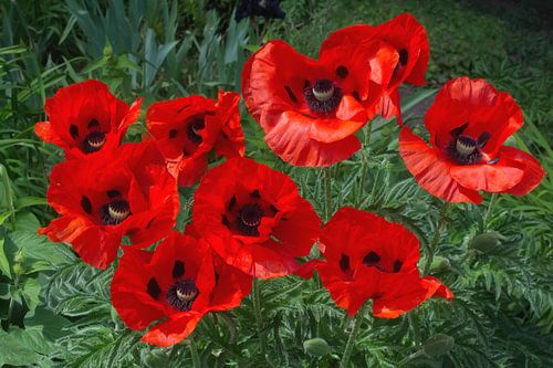 Turkse of oosterse papaver, Nederrijn, Duitsland van Peter Eckert