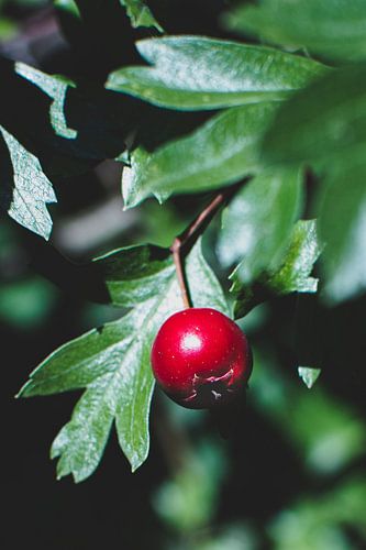 einzelne rote Beere